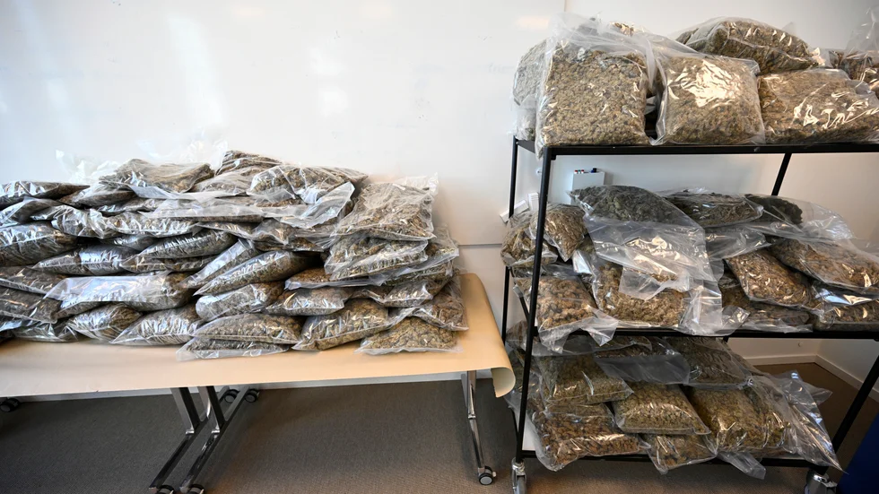 Delar av ett cannabisbeslag visas upp på Tullverket i Malmö tidigare i år. Arkivbild.
