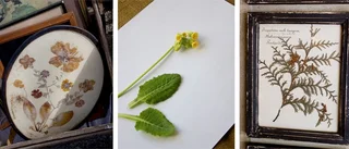 Spara sommaren - gör ditt eget herbarium