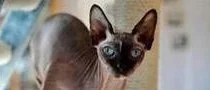 Sphynx - hårlös men mjuk