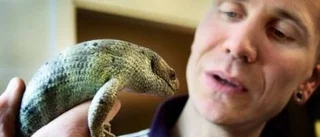 Fascinerande husdjur utan mysfaktor