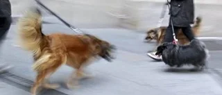 Så hanterar du hundar som slåss
