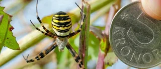 Getingspindel dök upp vid lotten