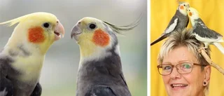 Bra sällskap för nybörjaren