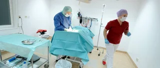 Danske veterinären hittade sitt paradis – i norr