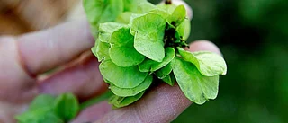 Ät dig mätt på naturens skafferi