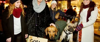 Hundgos för välgörenhet