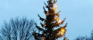 Fulaste julgranen i Uppland?