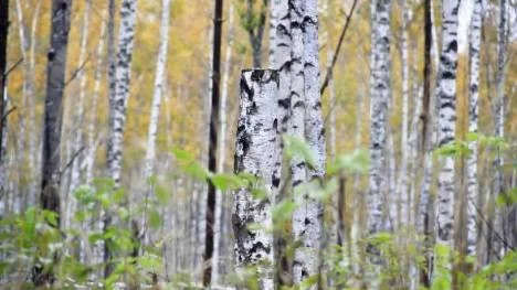 Skog kring Untra.