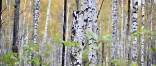 Skog i Tierp ska skyddas