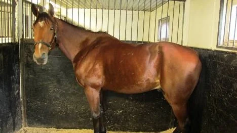 Big Boy Laday tog sig loss från ett instängt läge i klass II-loppet på Bergsåker i lördags. Andraplatsen gav förutom en finalbiljett till Solvalla under Kriteriehelgen även 50 000 kronor på kontot.