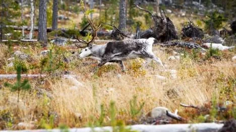 Skogsnäringen har samråd med rennäringen i samband med avverkningar. Riksdagsledamöterna Sveaskog träffade tycker också det är viktigt att ha en bra kommunikation med närboende.