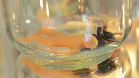 Om det funnits små människor, små som insekter, skulle vi stoppa dem i glasburkar då? Funderingen blev konst under Ida Gudmundssons vistelse i Arvidsjaur.