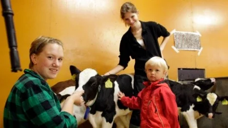 3-åriga Elsa Nyberg var en av dem som vågade sig in till kalvarna. Tillsammans med djurskötarna Sara Lugnet och Elin Kjellberg kunde hon klappa kalvarna.