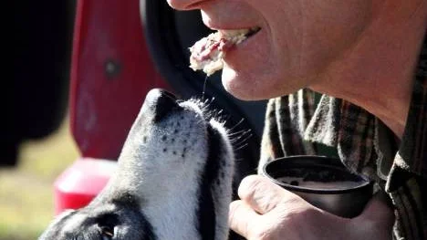 Tapper tigger åt sig mat av husse Roland Granberg. Älgkött är det, såklart, förklarar han.