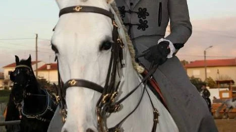 Tävlade med hästen Urque i working equitation.