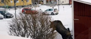Älgtjur ställde till oreda
