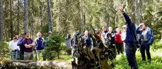 På tur i gammelskogen