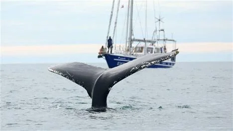 Gigant. Ola Skinnarmo fotograferar en knölval från gummibåten, medan Eric Borg ser på från fören.
