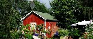 Här blommar Ann-Maries passion för rosor
