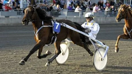 segrare. Wale med Patrik Nygren i sulkyn tog hem årets första tvååringslopp på PEAB-travet. Foto: Jens Bäckström