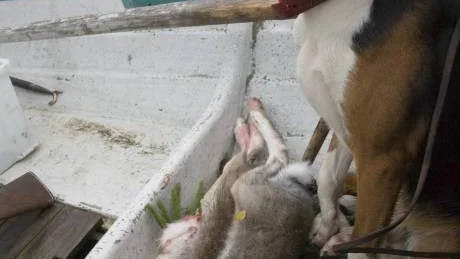 VAKTAR. Någon måste hålla koll på hararna under överfarten till land. Milo är frivillig.