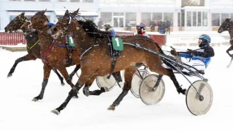 UTVECKLAS. Kari Vaaraniemis femåring Tini Wini Pellini är snart redo för V75. På måndagen vann stoet V4-4 på lunchtravet i Boden.