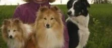 Shetland sheepdog - liten och lättlärd