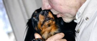 Dvärgtax dödad av hundflock