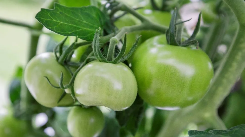 Gröna tomater. I år kom odlingen igång lite sent för familjen Hortlund i Hortlax.