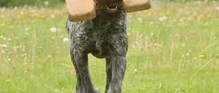Risk bli utskälld när hunden står i fokus