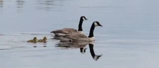 Dagens väderbild