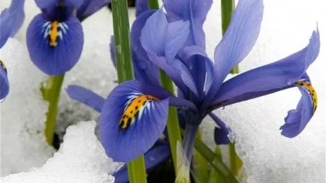 En liten fundering från Iris:  Undrar om vi kommer upp lite för tidigt, för detta känns nästan lite för kallt!