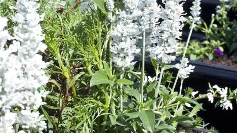Vit salvia förekommer i kommunens krukor i sommar.
