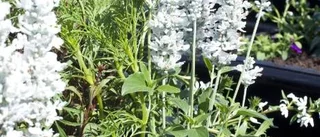 Romantiskt tema för årets sommarblommor