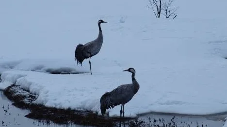 Flyttfåglarna verkar vara snabbare än våren.