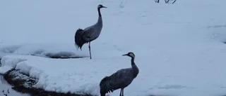 Dagens väderbild