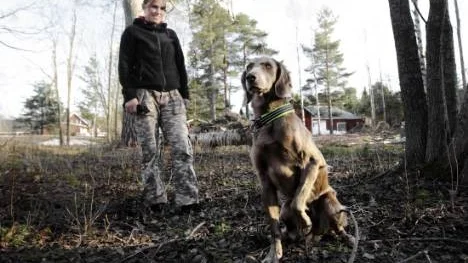 Det var i onsdags som Vittra blev biten i nosen av en huggorm. Efter behandling hos veterinär mår hon nu mycket bättre.