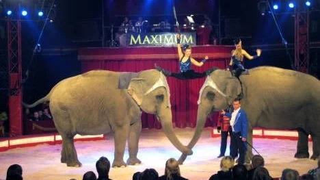 Den svenske dressören Anton Frank gör sin nionde säsong med Cirkus Maximum. I ett av numren deltar två elefanter.