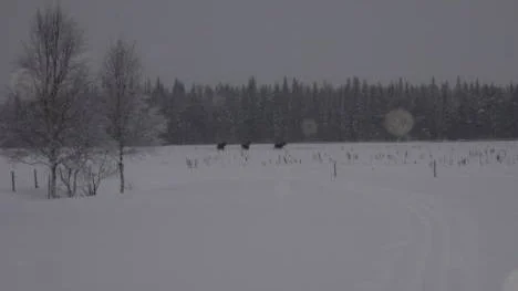 Tre älgar inom synhåll på Stockforsgärdan, Älvsbyn. Det 70 cm tjocka snötäcket syntes inte vara till något besvär hos dessa smidiga och ståtliga djur.