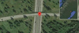 Älg på vägen på E4