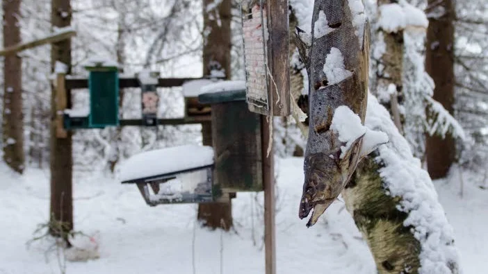 Gammelfisk. En sen höstlax är imgenting för oss människor men är finmat för fåglarna.