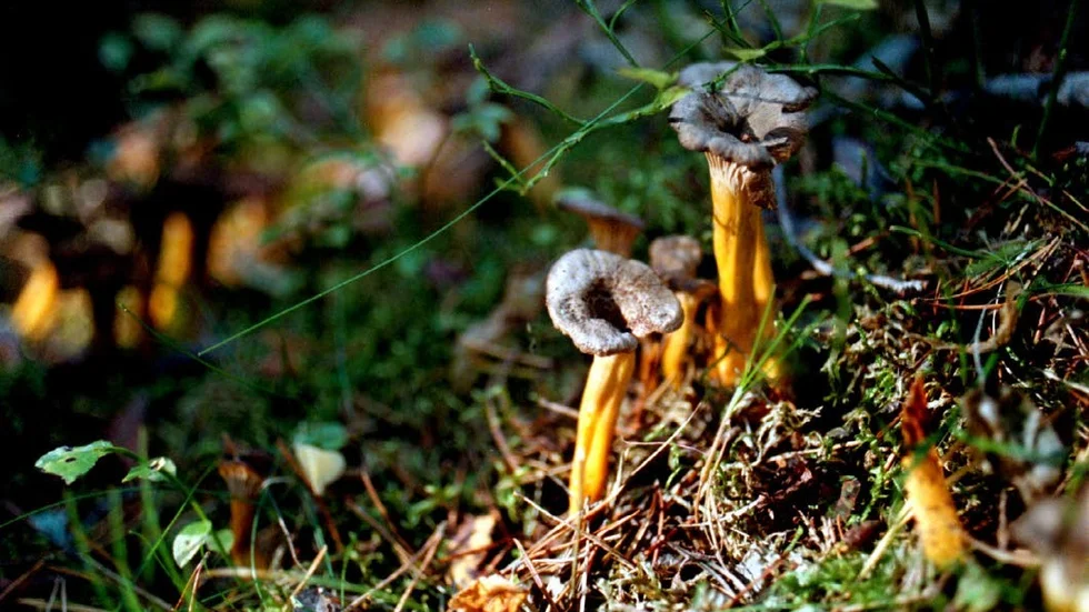 En höstsvamp. Trattkantareller hittar man främst i barrskog och mager lövskog på sur mark. Än är inte säsongen över, trots att vi snart är inne i mitten av 	november.