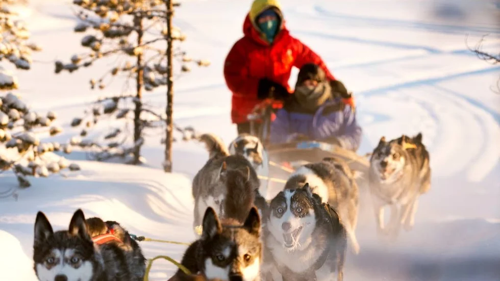 Arbetsglädje. Hundarna är av rasen siberian husky och älskar att arbeta.