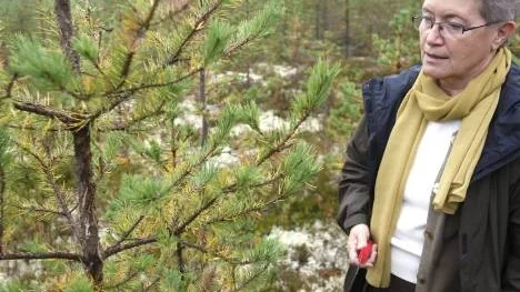 Skogspatolog Pia Barklund, SLU, gick i går "ronden" i den angripna skogen i Salberg. "Det är bra för oss på universitetet att komma ut och inte bara sitta inne och veta", sa hon om sitt besök.