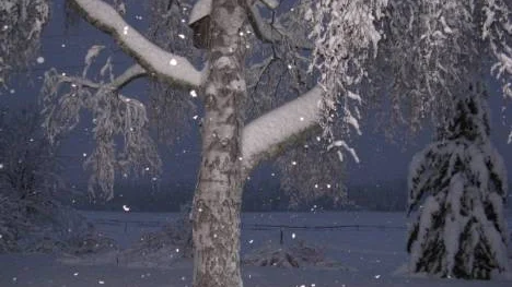Ett riktigt snölandskap. Träden tyngdes ned av den tunga snön. Blixten gör att snöflingorna blir små lysande punkter.