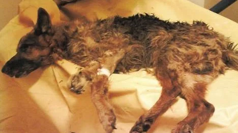 Bilden togs av distriktsveterinären. Hunden var i så dåligt skick att den fick avlivas. Nu har ägaren skaffat en ny schäfer.