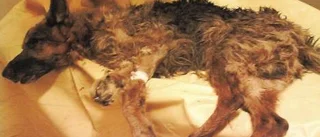Misstänkt djurplågare skaffar ny hund