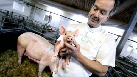 trappar ner. Mikael Hugoson slutar som vd i kött- och charkföretaget Nyhléns Hugosons. Men han fortsätter med grisuppfödningen på Alviksgården.Foto: Andreas Wälitalo
