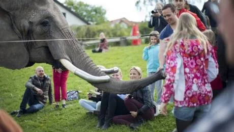 INTE FÖR DJUR. Cirkus är ingen bra livsmiljö för djur. Ett tiotal svenska cirkusar använder djur.