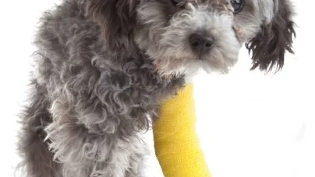 SVÅRT VAL. Som ägare kan det vara svårt att fatta beslut kring ett älskat djurs veterinärbehandlingar.
